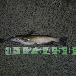 アメリカナマズ