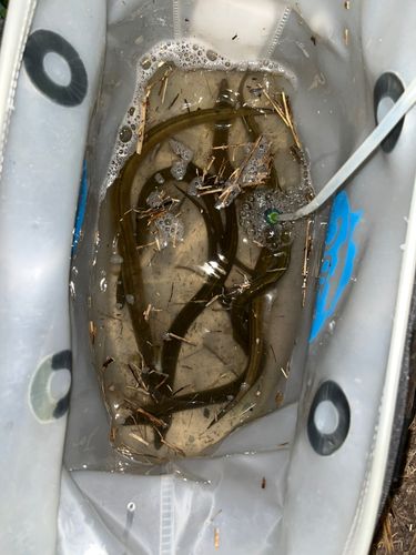 ニホンウナギの釣果