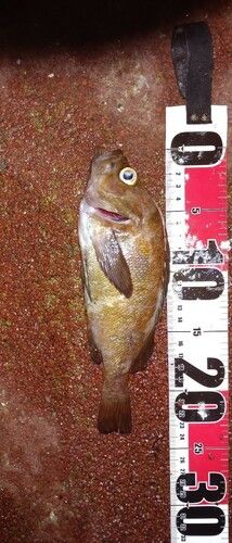 エゾメバルの釣果
