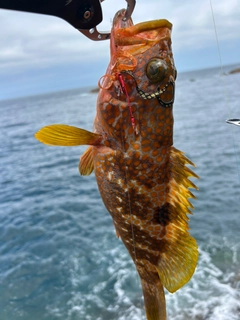キジハタの釣果