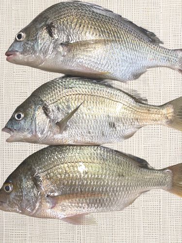 キチヌの釣果