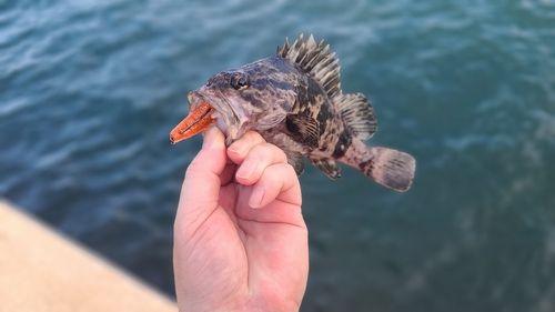 タケノコメバルの釣果