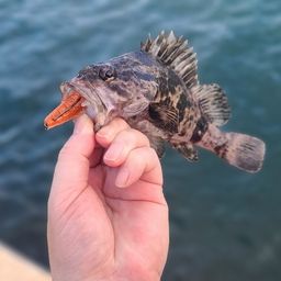 タケノコメバル