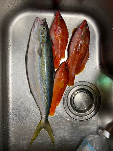 ツムブリの釣果