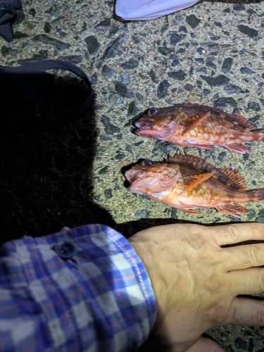 アラカブの釣果