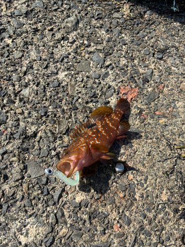 キジハタの釣果