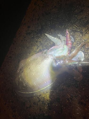 モンゴウイカの釣果