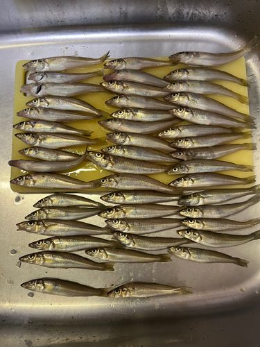 キスの釣果