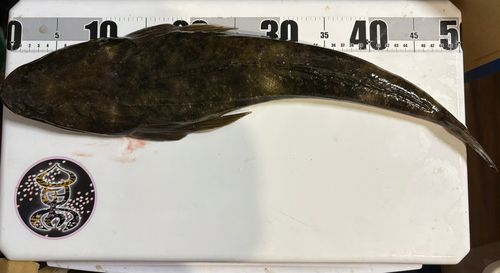 マゴチの釣果