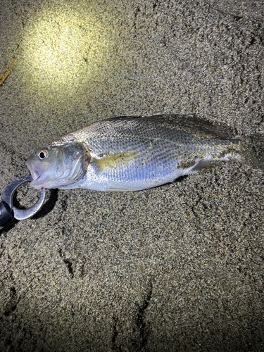 イシモチの釣果
