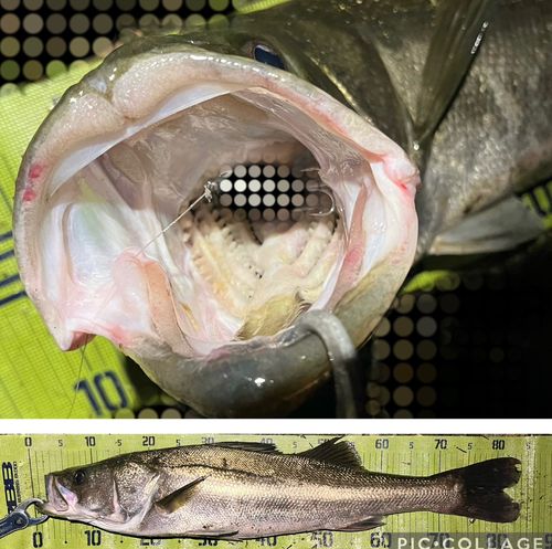 シーバスの釣果