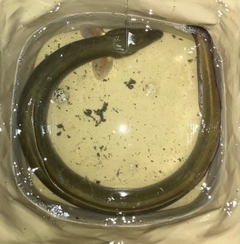 ウナギの釣果