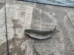 ボラの釣果