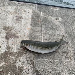 ボラ