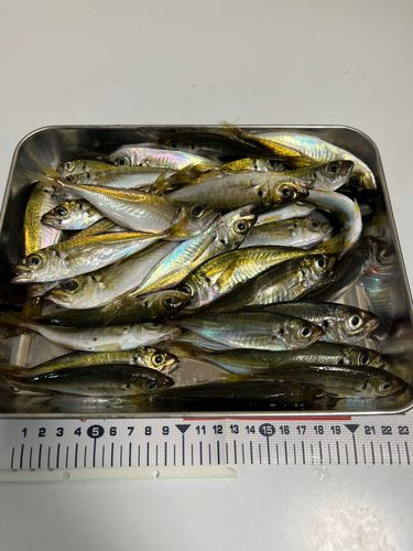 マアジの釣果