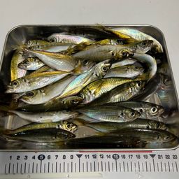 マアジ