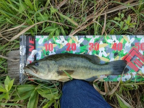 ブラックバスの釣果