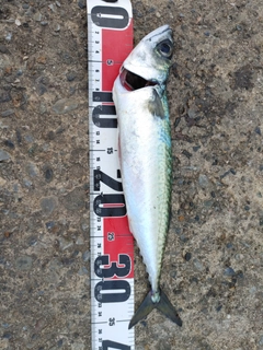サバの釣果