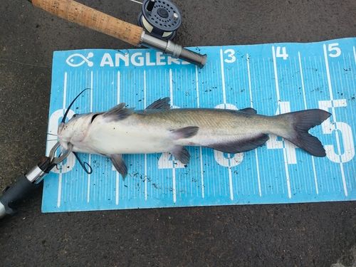 アメリカンキャットフィッシュの釣果