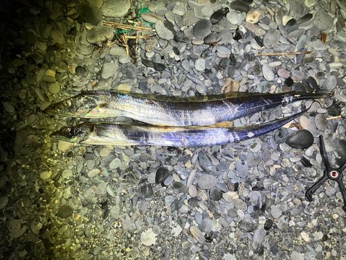 タチウオの釣果