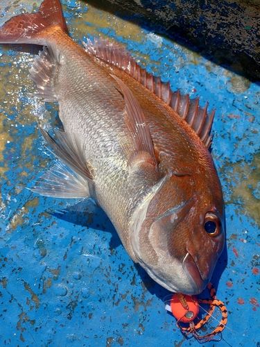 マダイの釣果