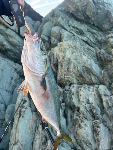 ヤズの釣果