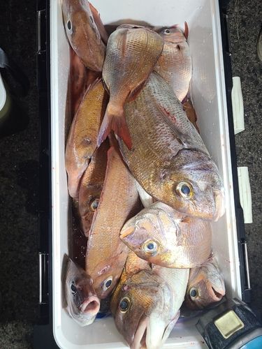マダイの釣果