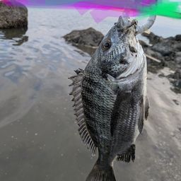 チヌ