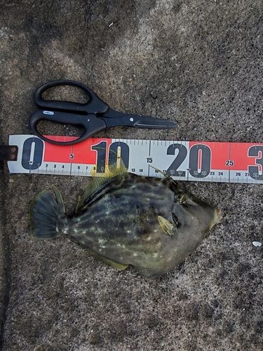 カワハギの釣果