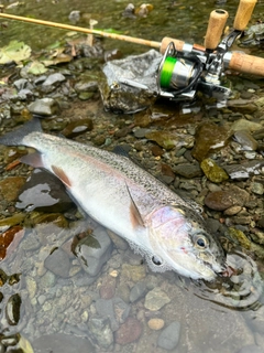 ニジマスの釣果