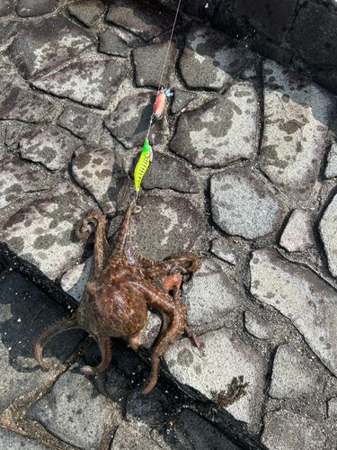 タコの釣果