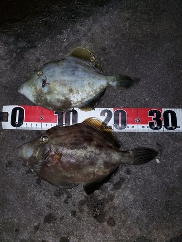 カワハギの釣果