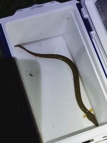 ニホンウナギの釣果