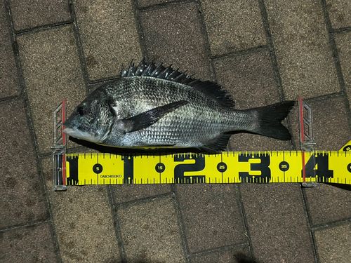 クロダイの釣果