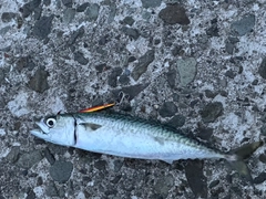 アイナメの釣果