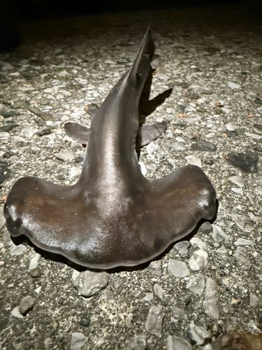 ハンマーヘッドシャーク