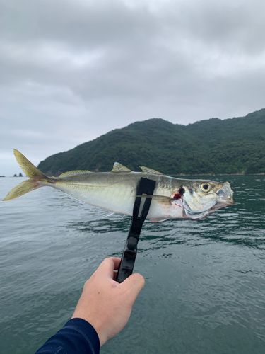 マルアジの釣果