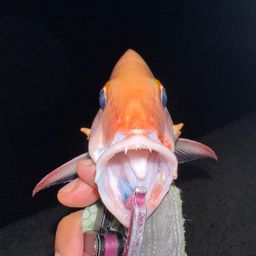 ヒメフエダイ