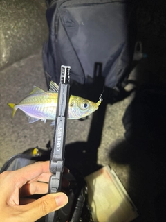 マアジの釣果