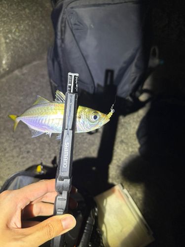 マアジの釣果