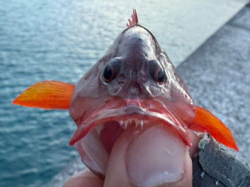 ニジハタの釣果