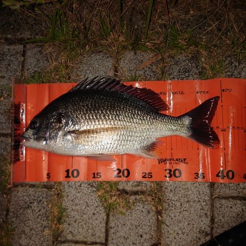キビレの釣果