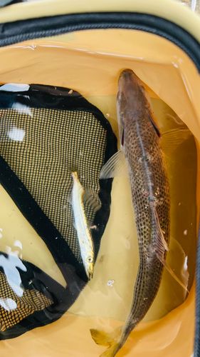 コノシロの釣果