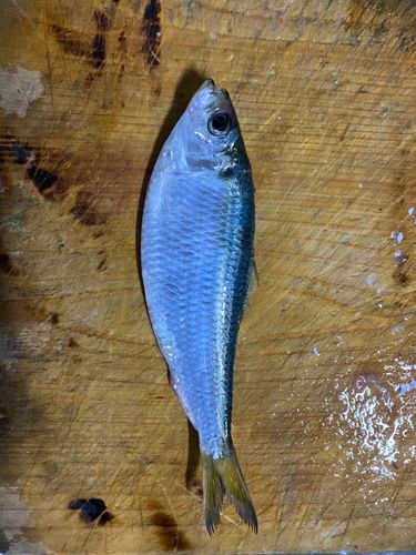 サッパの釣果