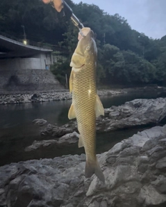 ニゴイの釣果