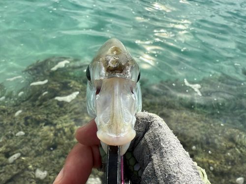 ツッパリサギの釣果