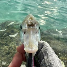 ツッパリサギ