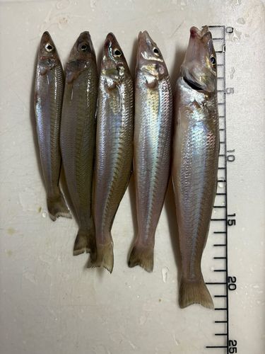シロギスの釣果