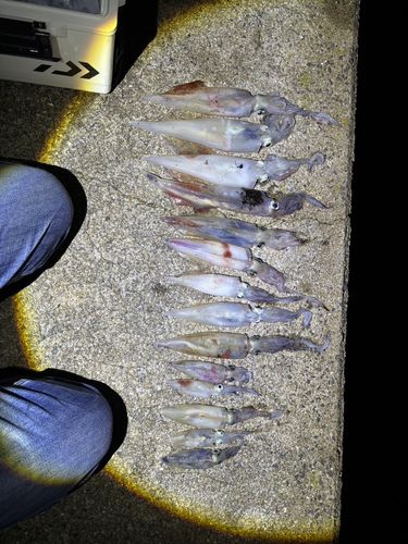 ヤリイカの釣果