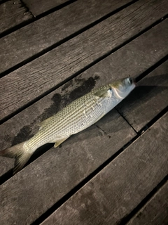 ボラの釣果